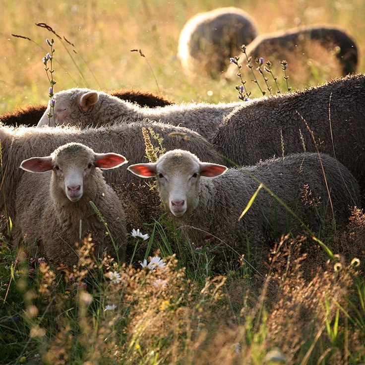 Осторожно: Оспа овец и коз!.